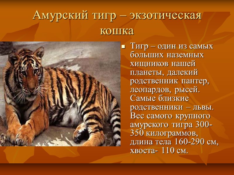 Амурский тигр – экзотическая кошка Тигр – один из самых больших наземных хищников нашей